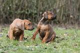 RODESIAN RIDGEBACK 188